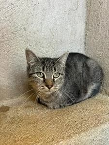 Comelia, Mixed Breed for adoption at Fundació Natura Parc CEPAD, Santa Eugènia (Mallorca)