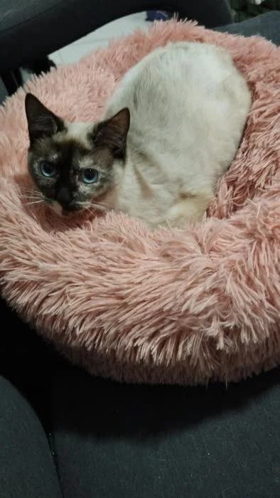 Princesa Meder, female 3yo Mixed Breed for adoption at Protectora Os Biosbardos Ponteareas