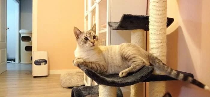 Nelson Mandela, male 4yo Mixed Breed for adoption at Protectora Os Biosbardos Ponteareas