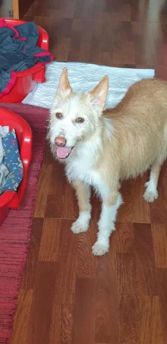 Jinx, female senior Mixed Breed for adoption at Protectora Os Biosbardos Ponteareas
