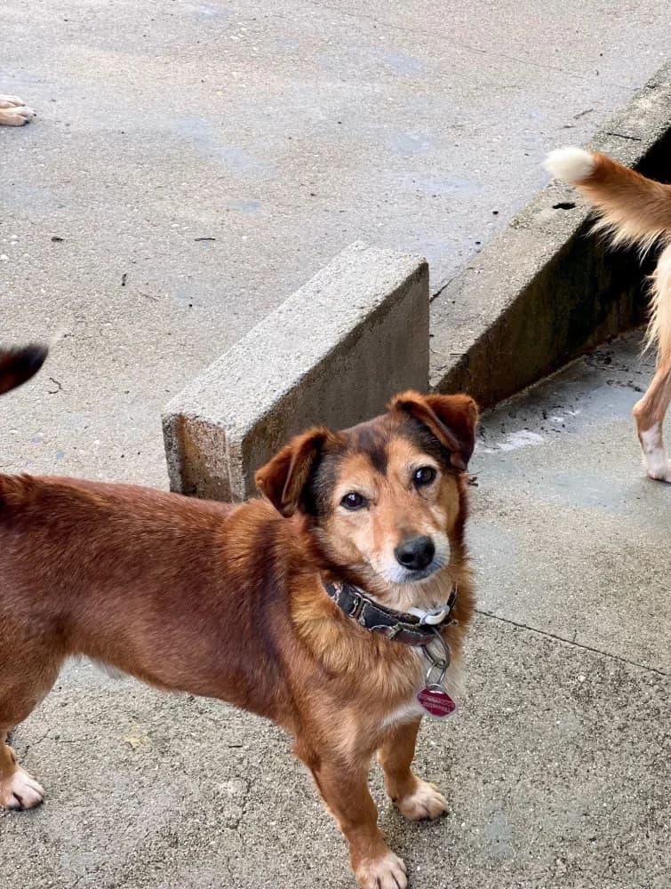 Kamel, male senior Mixed Breed for adoption at Protectora Os Biosbardos Ponteareas