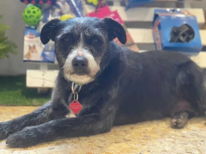 Keysi, female senior Mixed Breed for adoption at Protectora Os Biosbardos Ponteareas