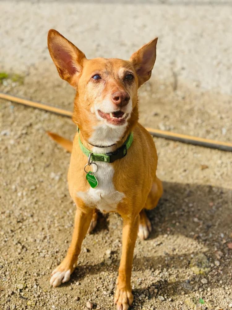 Rosca, female senior Mixed Breed for adoption at Protectora Os Biosbardos Ponteareas