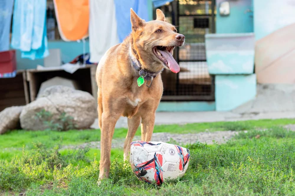 Fufi, female senior Mixed Breed for adoption at Protectora Os Biosbardos Ponteareas