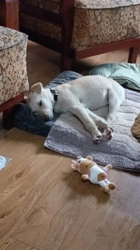 Ratita, female young Mixed Breed for adoption at Protectora Os Biosbardos Ponteareas