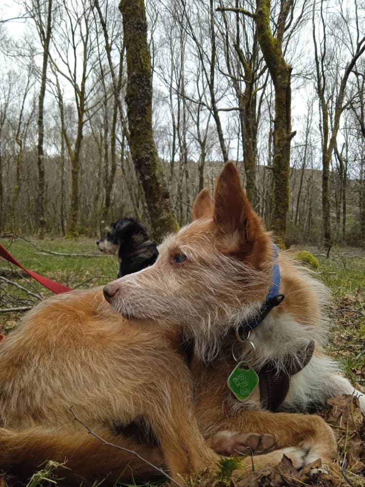 Halo, male senior Mixed Breed for adoption at Protectora Os Biosbardos Ponteareas