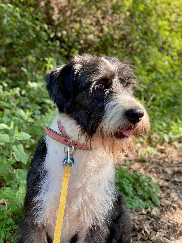 Cenza, female 4yo Mixed Breed for adoption at Protectora Os Biosbardos Ponteareas