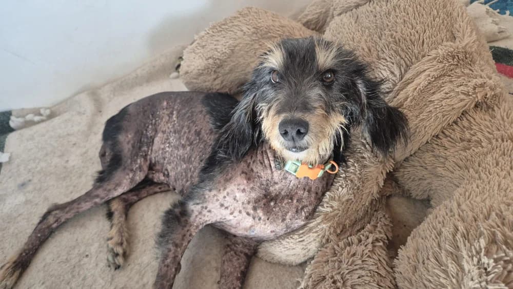 Minty, female senior Mixed Breed for adoption at Protectora Os Biosbardos Ponteareas