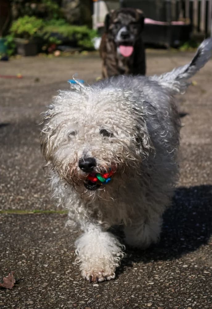 Quillo Vilar, male 3yo Mixed Breed for adoption at Protectora Os Biosbardos Ponteareas