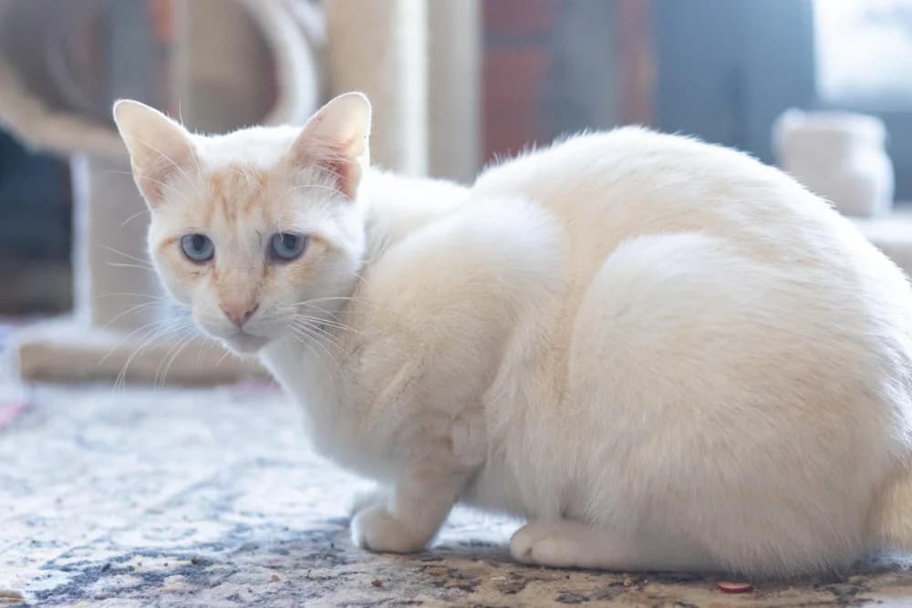 Bianchi As Neves, male 4yo Mixed Breed for adoption at Protectora Os Biosbardos Ponteareas