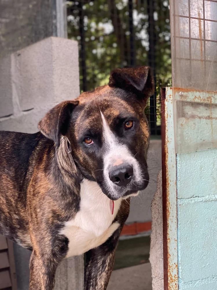 Maberok, male young Mixed Breed for adoption at Protectora Os Biosbardos Ponteareas