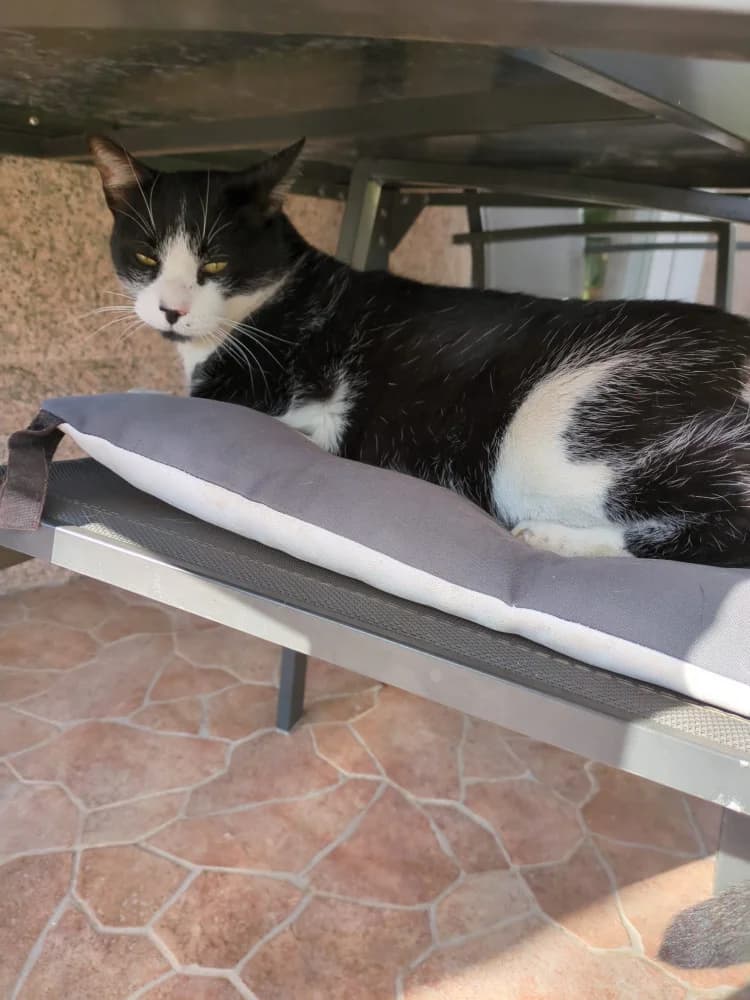 Lin-Oti, male 3yo Mixed Breed for adoption at Protectora Os Biosbardos Ponteareas