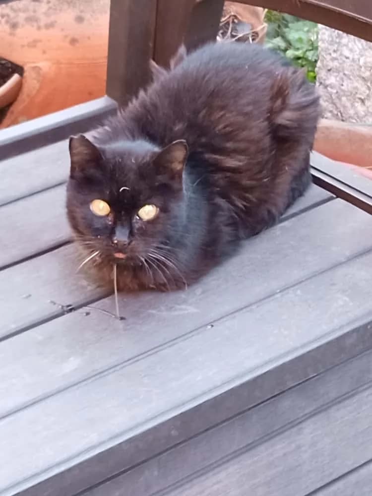 Meiga San Vicente, female 5yo Mixed Breed for adoption at Protectora Os Biosbardos Ponteareas