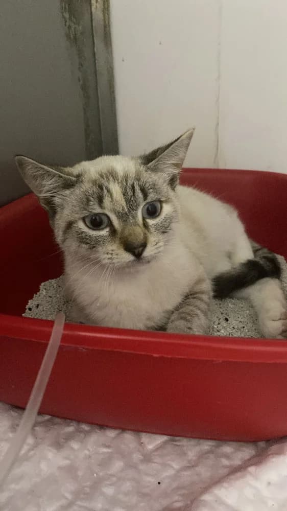 Electra, female 3yo Mixed Breed for adoption at Protectora Os Biosbardos Ponteareas