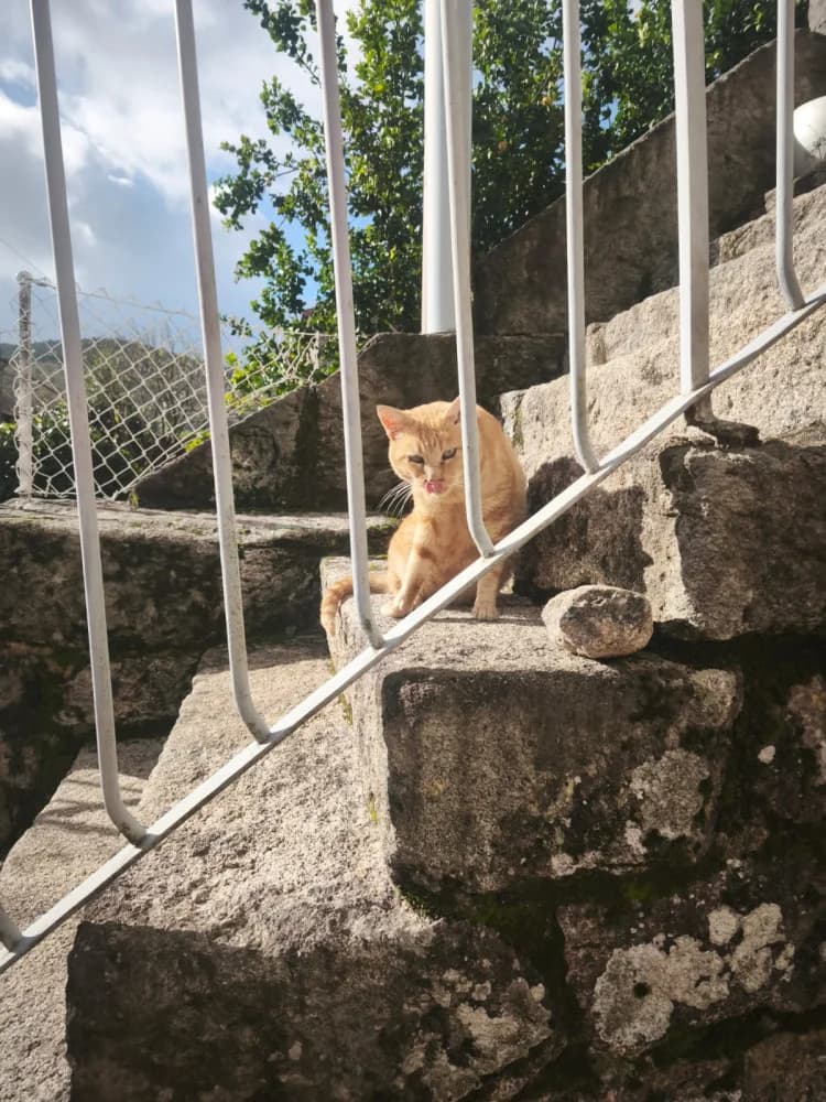 Lilo, male young Mixed Breed for adoption at Protectora Os Biosbardos Ponteareas