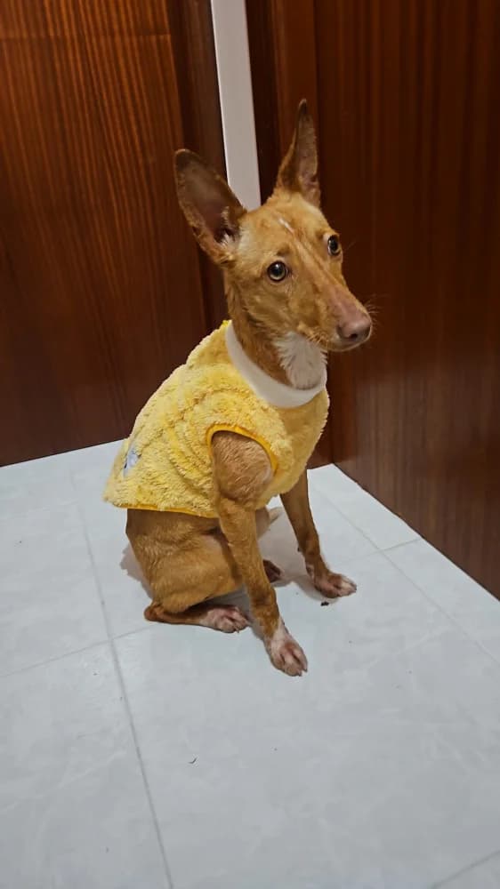Galatea, female young Mixed Breed for adoption at Protectora Os Biosbardos Ponteareas