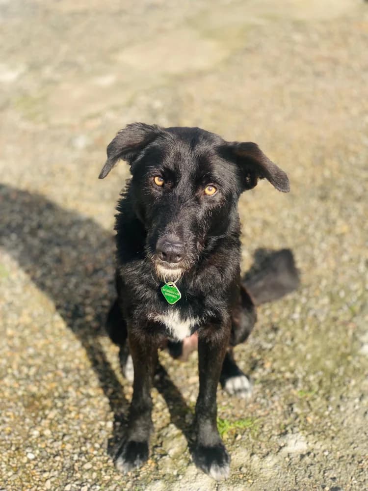 Piterson, male 3yo Mixed Breed for adoption at Protectora Os Biosbardos Ponteareas
