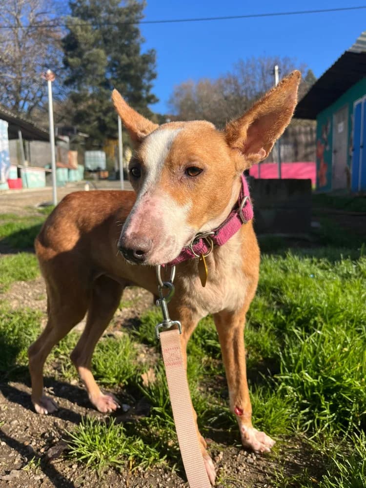 Ardora, female young Mixed Breed for adoption at Protectora Os Biosbardos Ponteareas