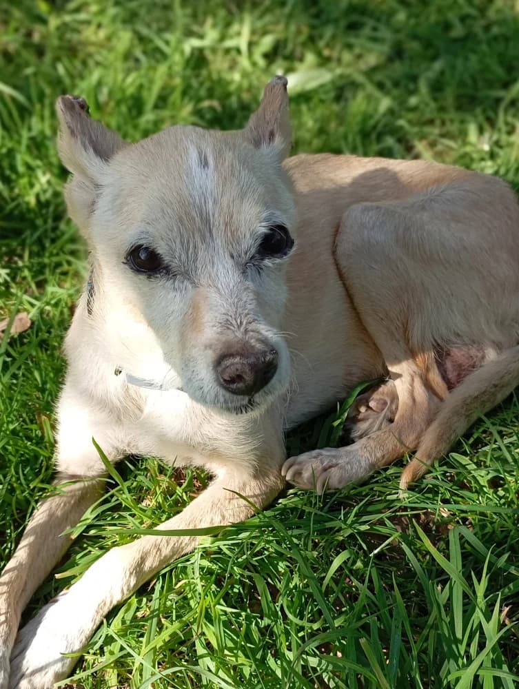 Samadi, female senior Mixed Breed for adoption at Protectora Os Biosbardos Ponteareas
