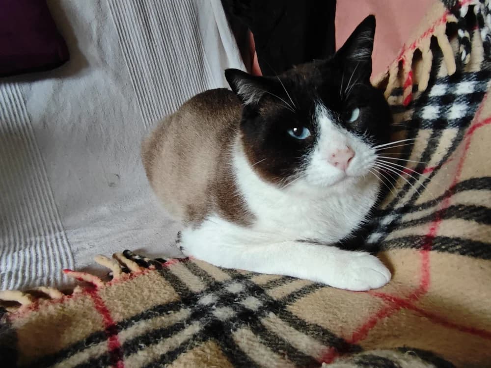 Barri, male 3yo Mixed Breed for adoption at Protectora Os Biosbardos Ponteareas