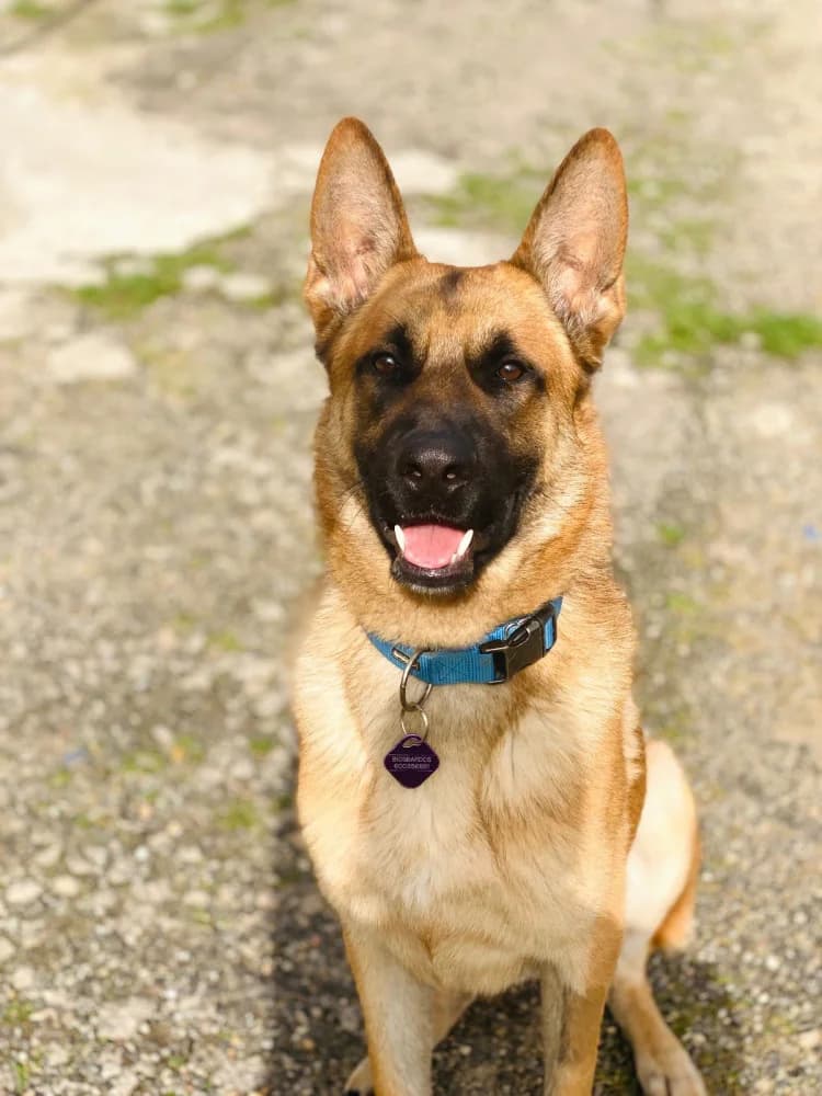 James, male young Mixed Breed for adoption at Protectora Os Biosbardos Ponteareas