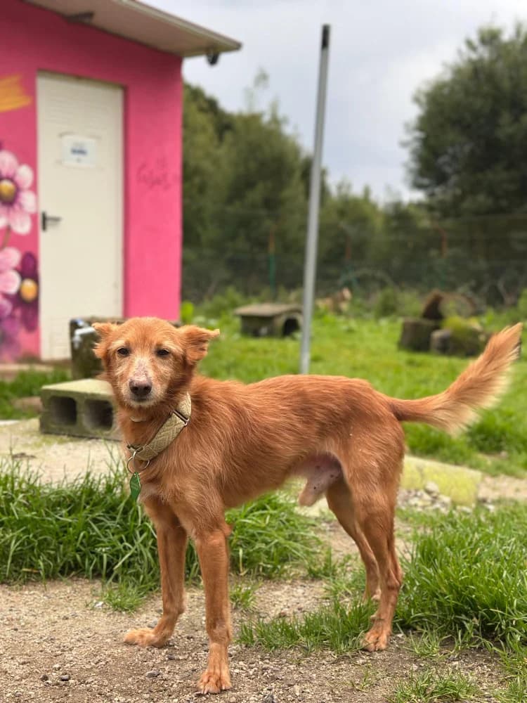 Hippo, male 5yo Mixed Breed for adoption at Protectora Os Biosbardos Ponteareas