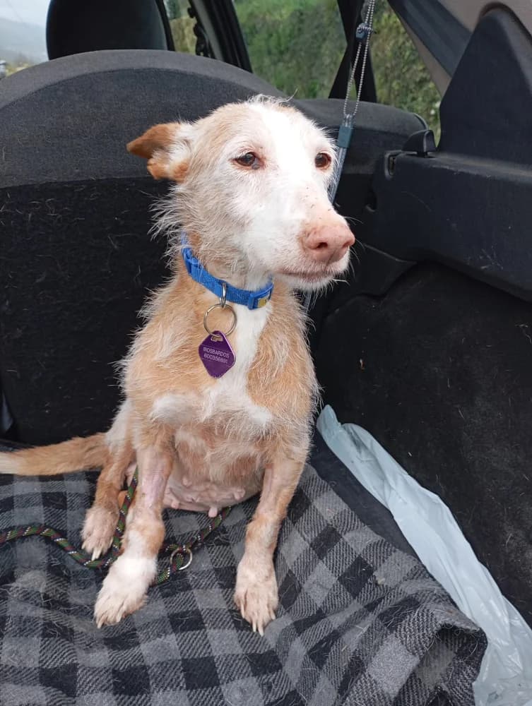 Gitana, female senior Mixed Breed for adoption at Protectora Os Biosbardos Ponteareas