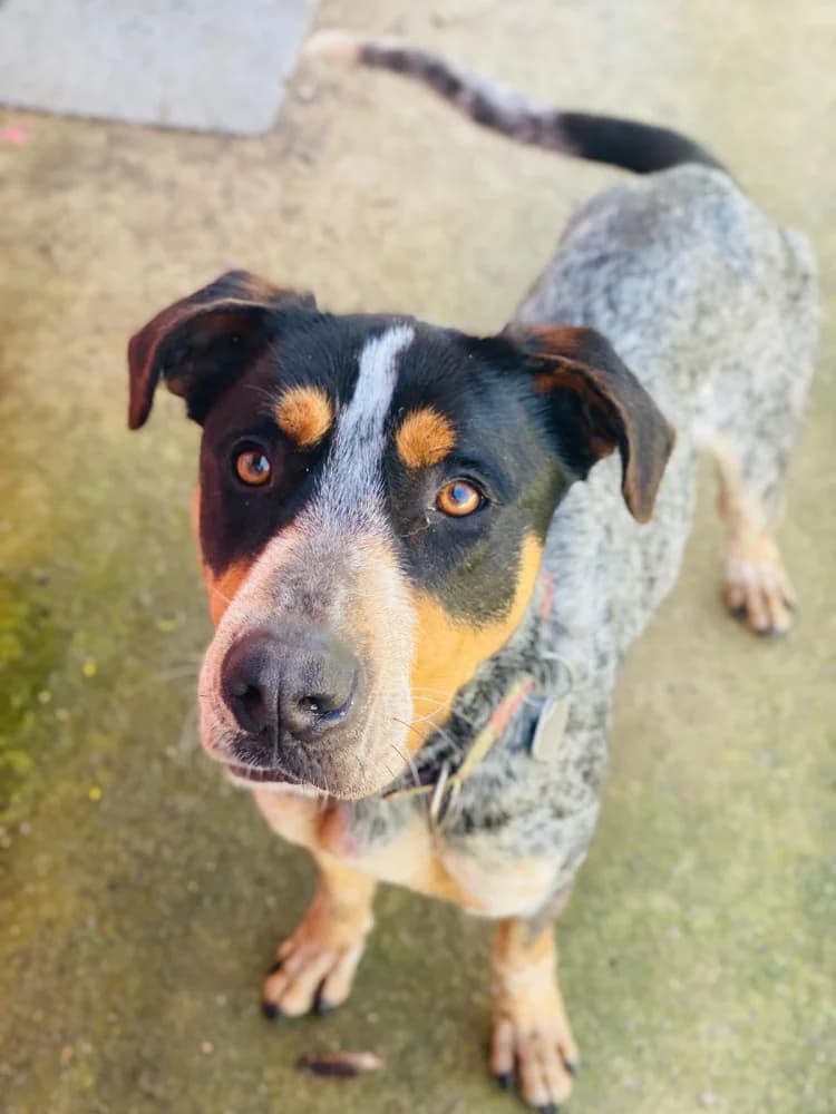 Lucky 2, male 3yo Mixed Breed for adoption at Protectora Os Biosbardos Ponteareas