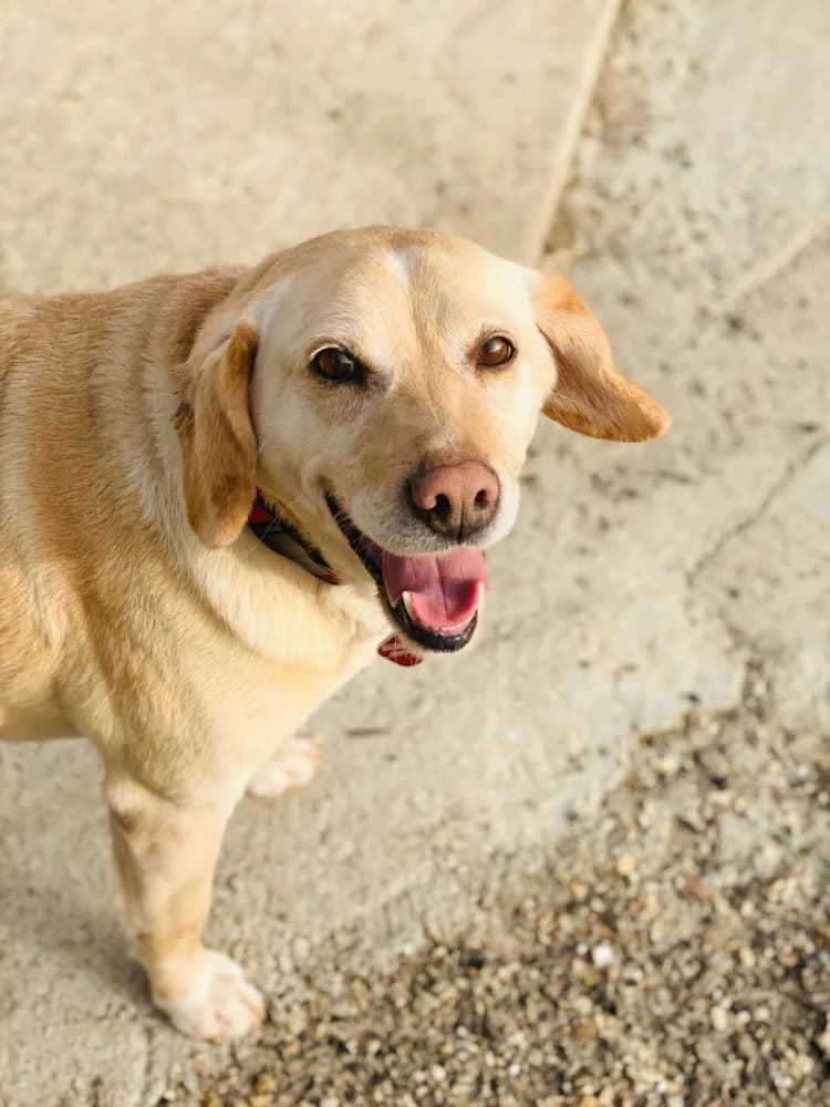 Lola 3, female 6yo Mixed Breed for adoption at Protectora Os Biosbardos Ponteareas