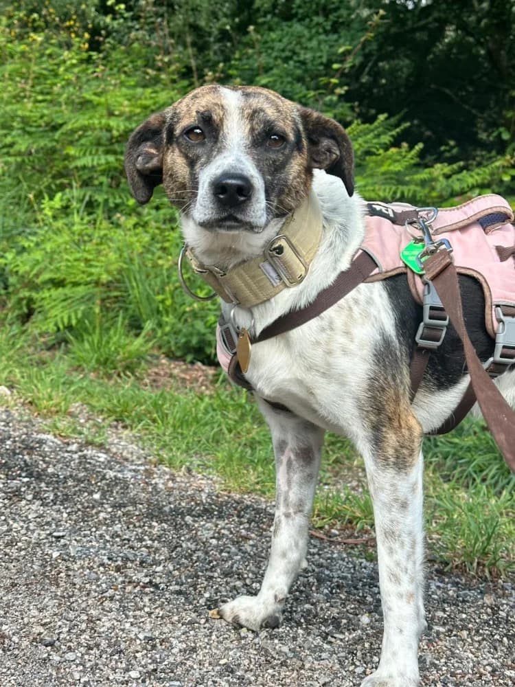 Benigno, male young Mixed Breed for adoption at Refugio Os Biobardos Ponteareas