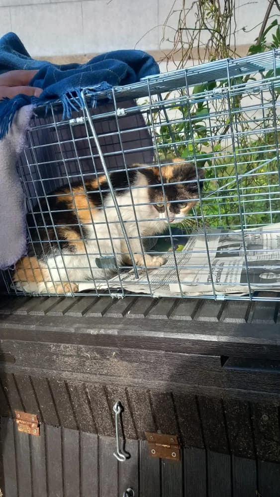 Ninfa, female 5yo Mixed Breed for adoption at Protectora Os Biosbardos Ponteareas