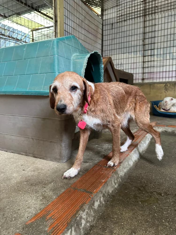 Zagala T, female senior Mixed Breed for adoption at Protectora Os Biosbardos Ponteareas