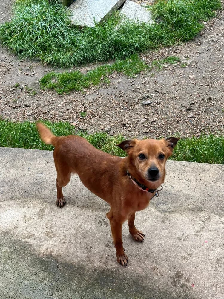 Vento T, male 5yo Mixed Breed for adoption at Protectora Os Biosbardos Ponteareas