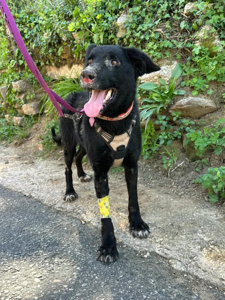 Bam, male 5yo Mixed Breed for adoption at Refugio Os Biobardos Ponteareas