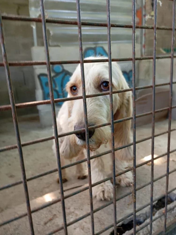 Mamasade, female 3yo Mixed Breed for adoption at Protectora Os Biosbardos Ponteareas