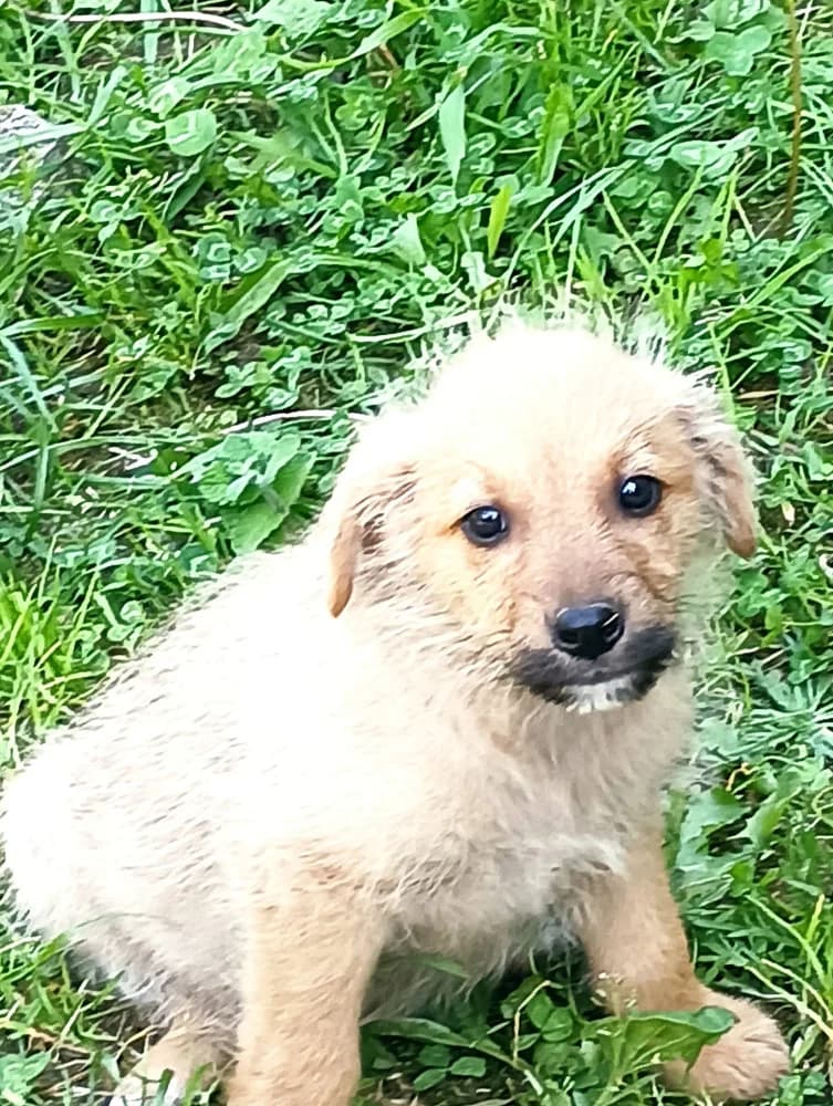 Entei, male puppy Mixed Breed for adoption at Protectora Os Biosbardos Ponteareas