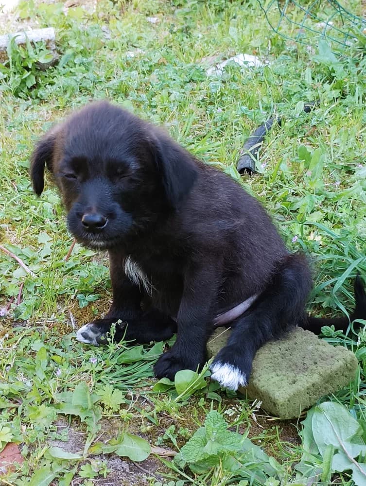 Rotti, male puppy Mixed Breed for adoption at Protectora Os Biosbardos Ponteareas