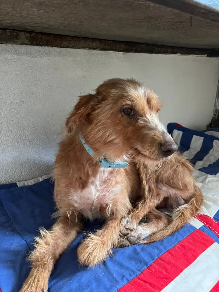Gofre, Mixed Breed (Protectora Os Biosbardos Ponteareas)