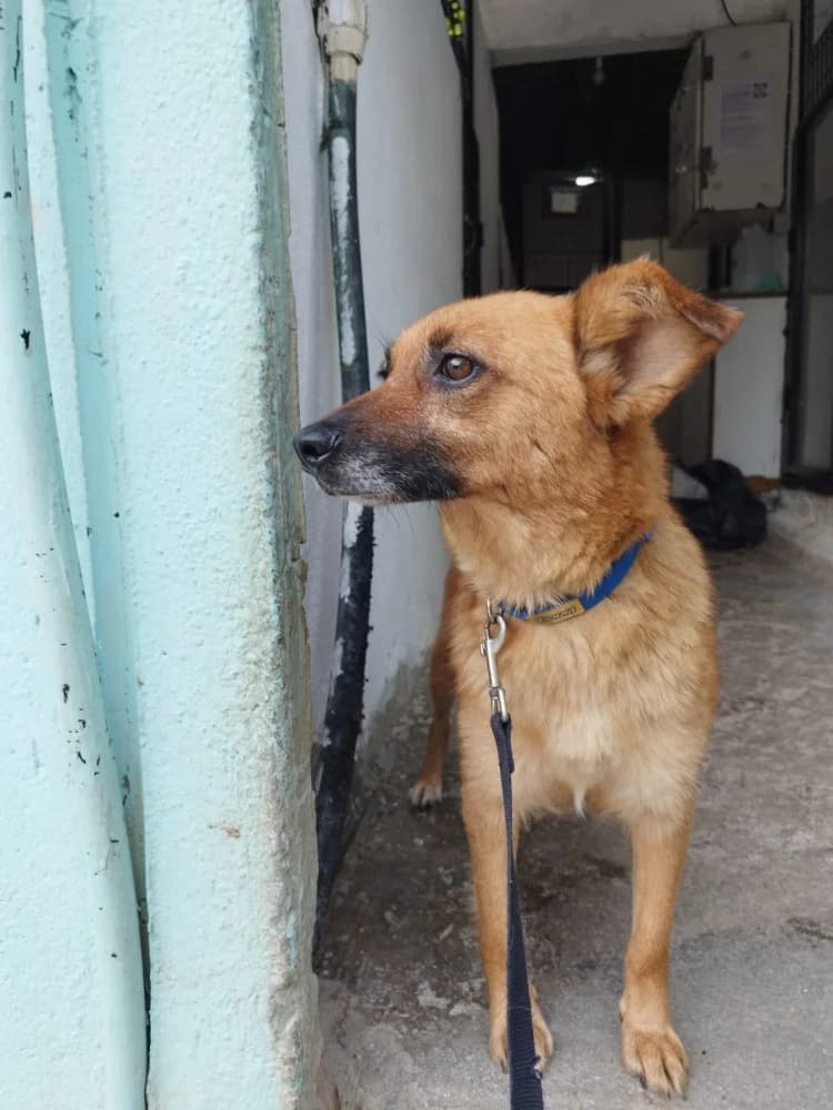 Rina, Mixed Breed (Protectora Os Biosbardos Ponteareas)