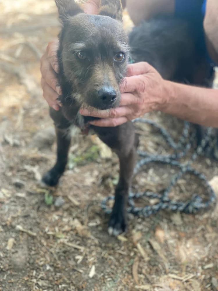 Lani, Mixed Breed (Protectora Os Biosbardos Ponteareas)