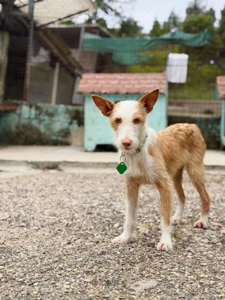 Filipa, Mixed Breed (Protectora Os Biosbardos Ponteareas)