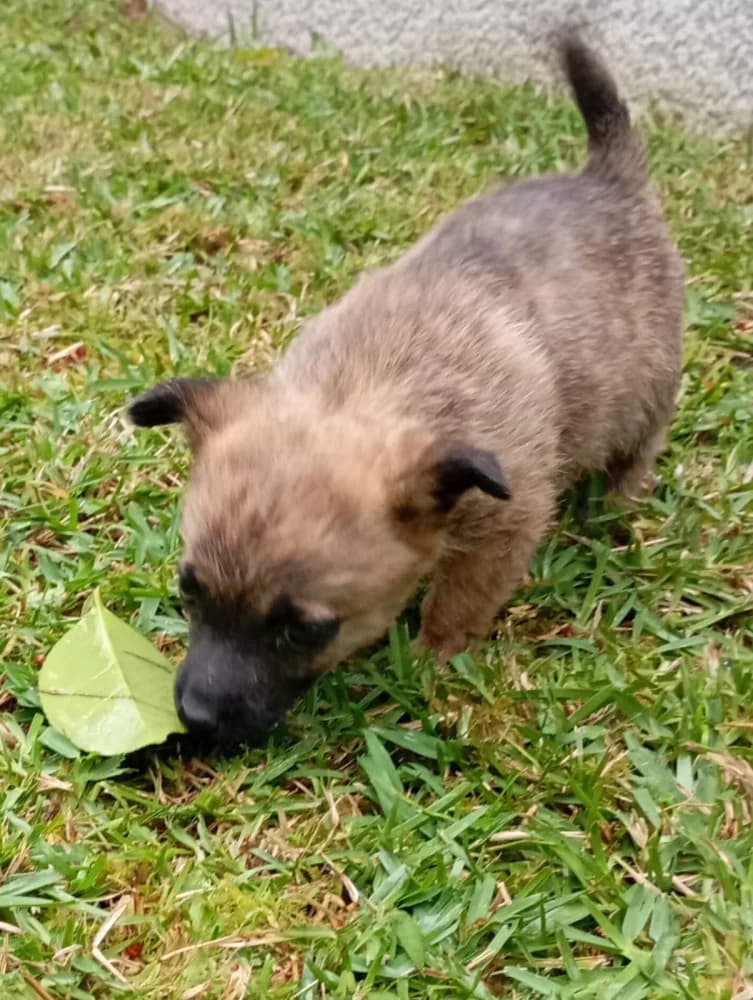 Piggy, male puppy Mixed Breed for adoption at Protectora Os Biosbardos Ponteareas