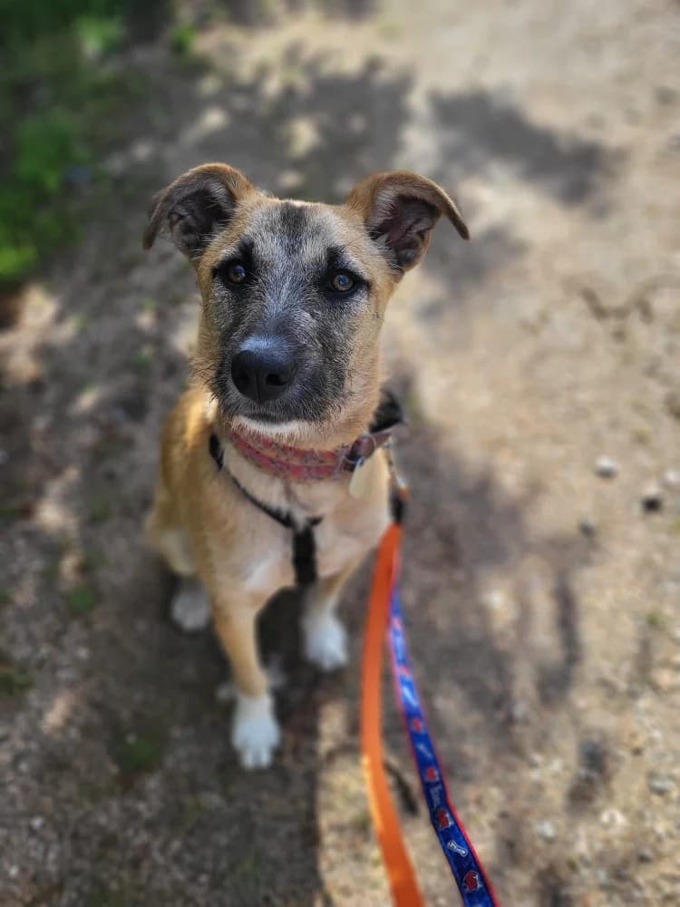 Camilo, Mixed Breed (Refugio Os Biobardos Ponteareas)