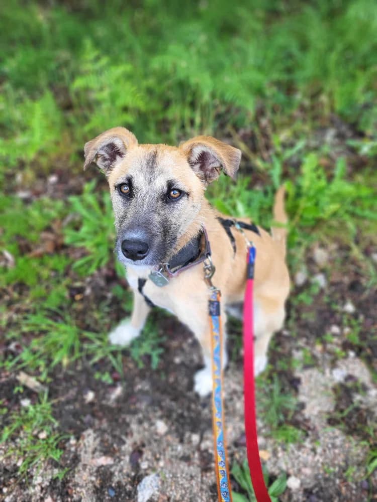 Camilo, male puppy Mixed Breed for adoption at Refugio Os Biobardos Ponteareas