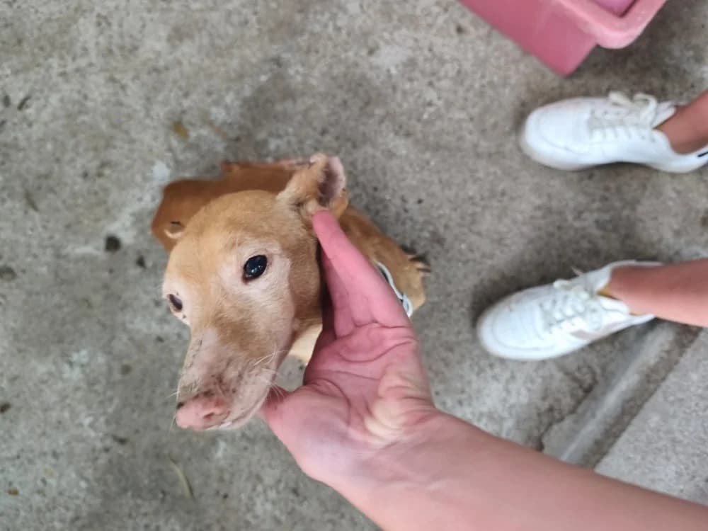 Roxo, Mixed Breed (Protectora Os Biosbardos Ponteareas)