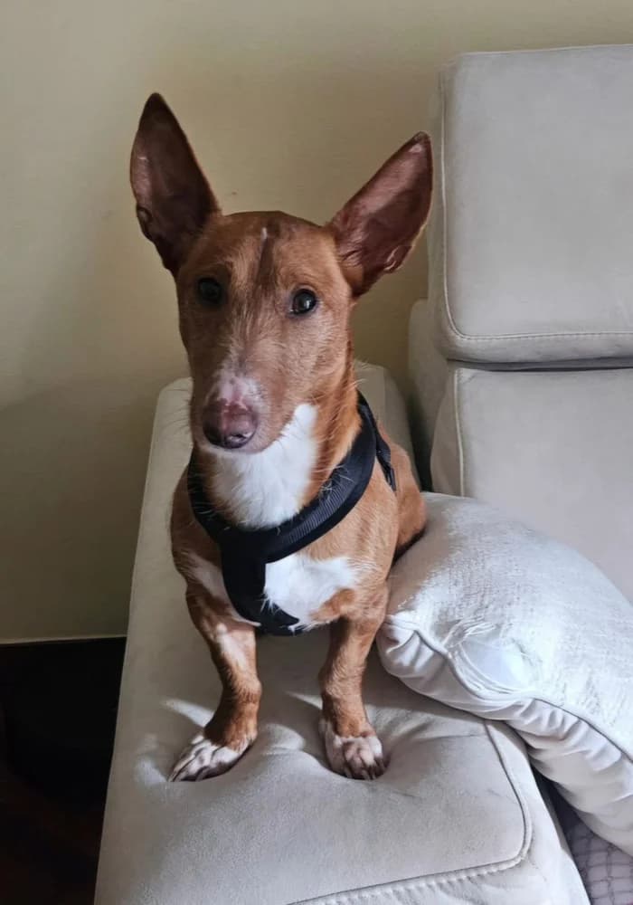 Pincho, Mixed Breed (Protectora Os Biosbardos Ponteareas)