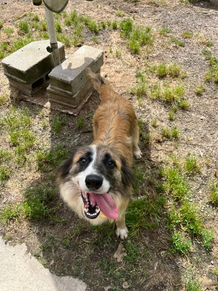 Manolita, Mixed Breed (Protectora Os Biosbardos Ponteareas)