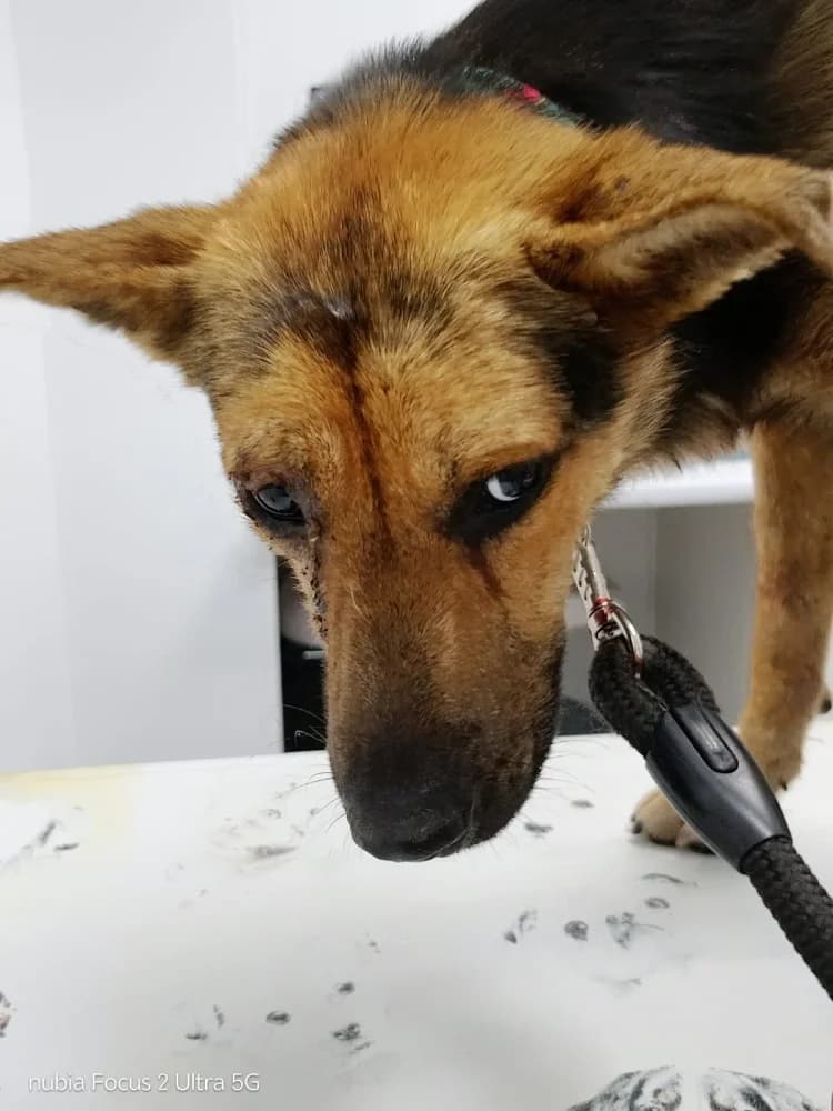 Maio, Mixed Breed (Protectora Os Biosbardos Ponteareas)