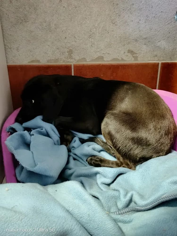 Galaecia, female 4yo Mixed Breed for adoption at Protectora Os Biosbardos Ponteareas