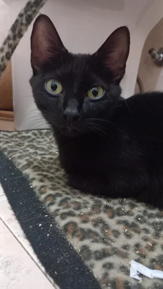 Hortensia Black, female young Mixed Breed for adoption at Protectora Os Biosbardos Ponteareas